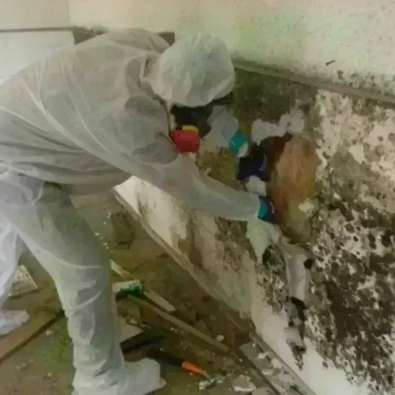 Mold Remediation and Removal in Horseshoe Bay, TX